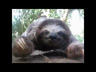 attack sloth