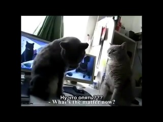 cats playing patty (subtitles)