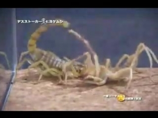 japanese insect fights