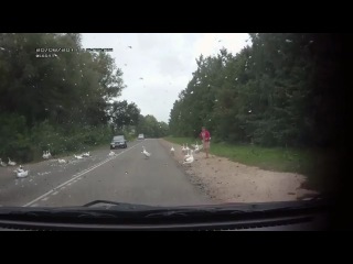 crushed geese on the road