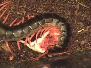 giant centipede eats a mouse