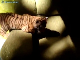 domestic tiger)))