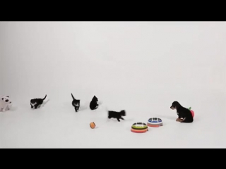 kittens see puppies for the first time clickshare