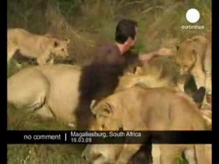 incredible video: man and lions