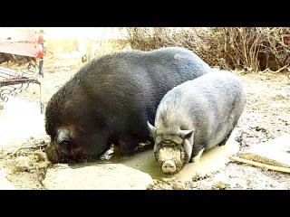 pigs in lukomorye wallow in the mud.
