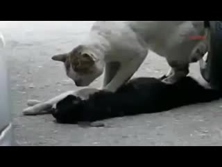 the cat is trying to revive his girlfriend who was hit by a car...